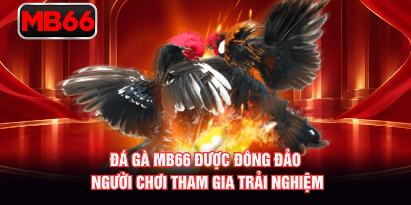 Đá gà MB66 được đông đảo người chơi tham gia trải nghiệm Đá gà MB66 được đông đảo người chơi tham gia trải nghiệm