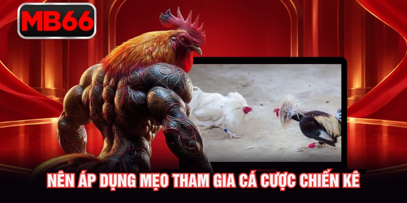 Nên áp dụng mẹo tham gia cá cược chiến kê 